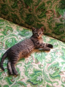 And this is a totally unrelated picture of my new kitten, Tina (named after my idol Tina Turner),