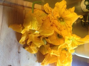 Male Squash Blossoms