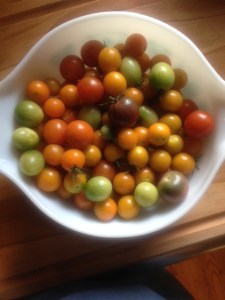 Cherry Tomatoes of all sizes, colors and shapes. 