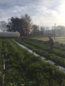 Tusculum students helping winterize the farm. 